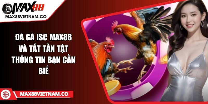 Đá Gà ISC MAX88 Và Tất Tần Tật Thông Tin Bạn Cần Biết